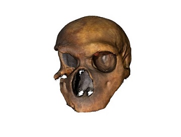 cranio neandertaliano del Circeo